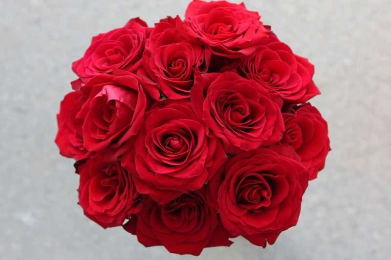 Dozen Roses